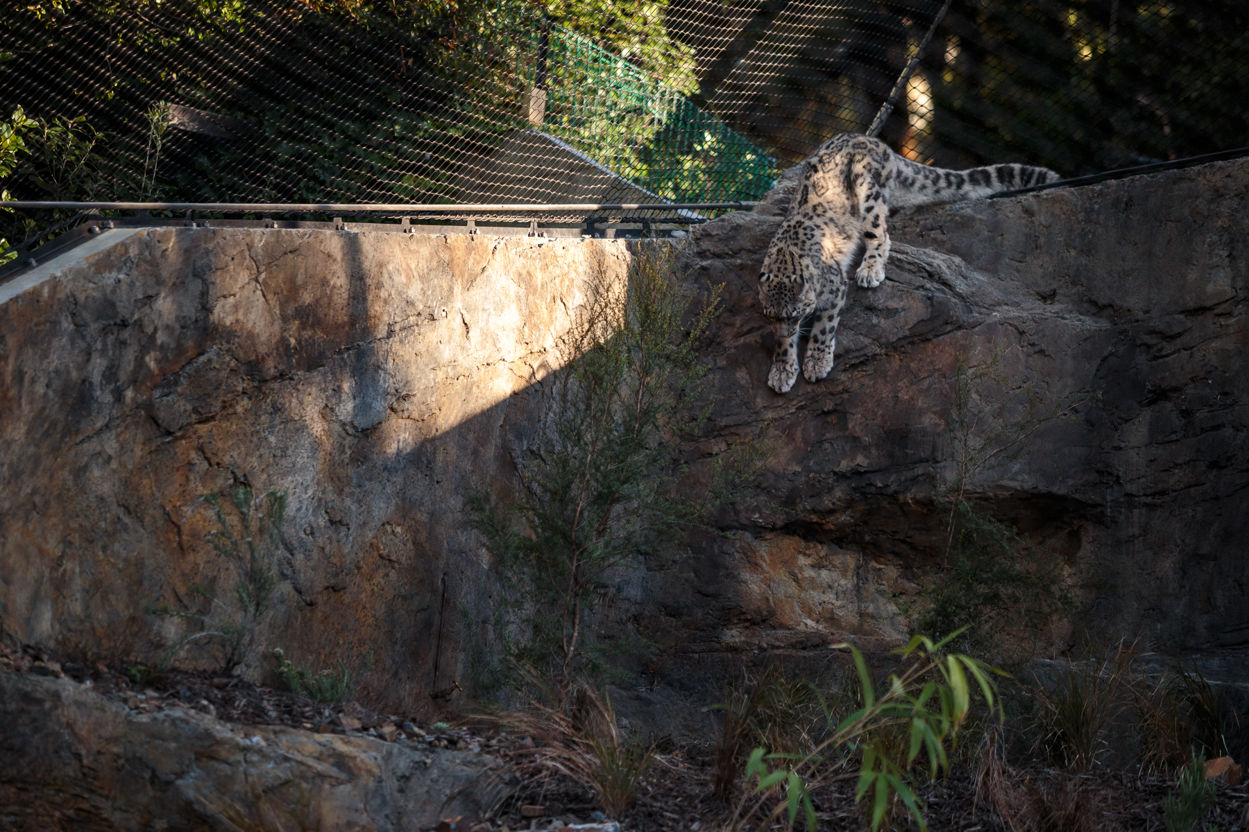Wellington Zoo Snow Leopards Enclosure